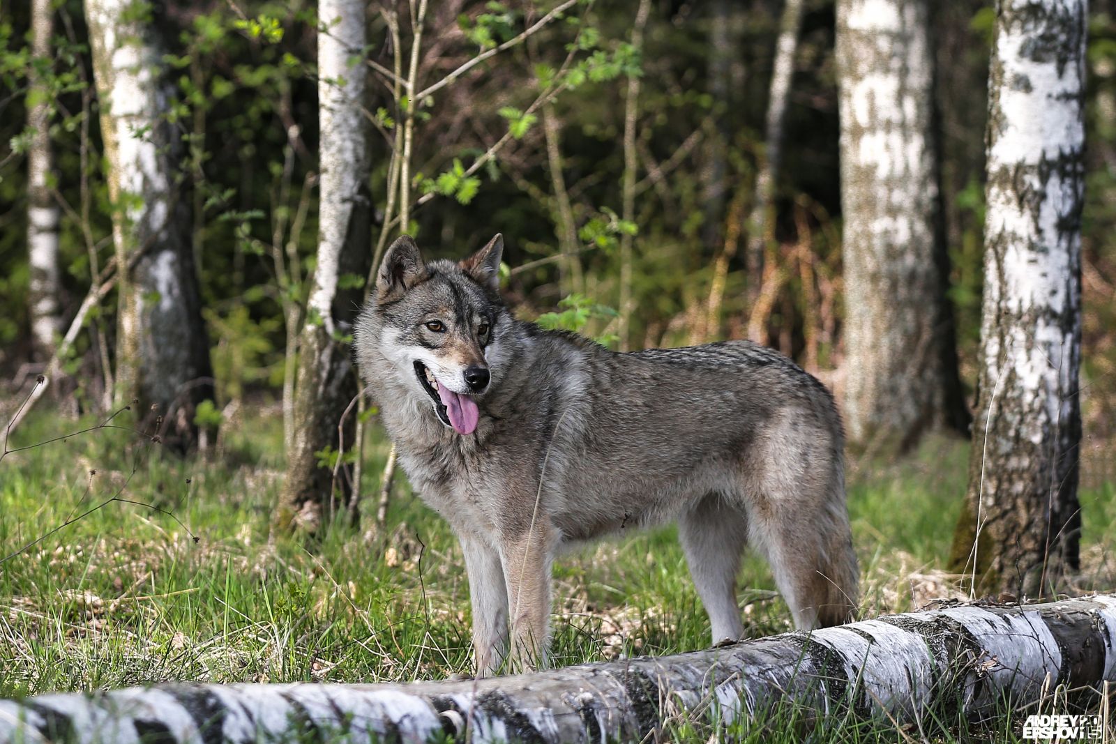 Домашний волк собака