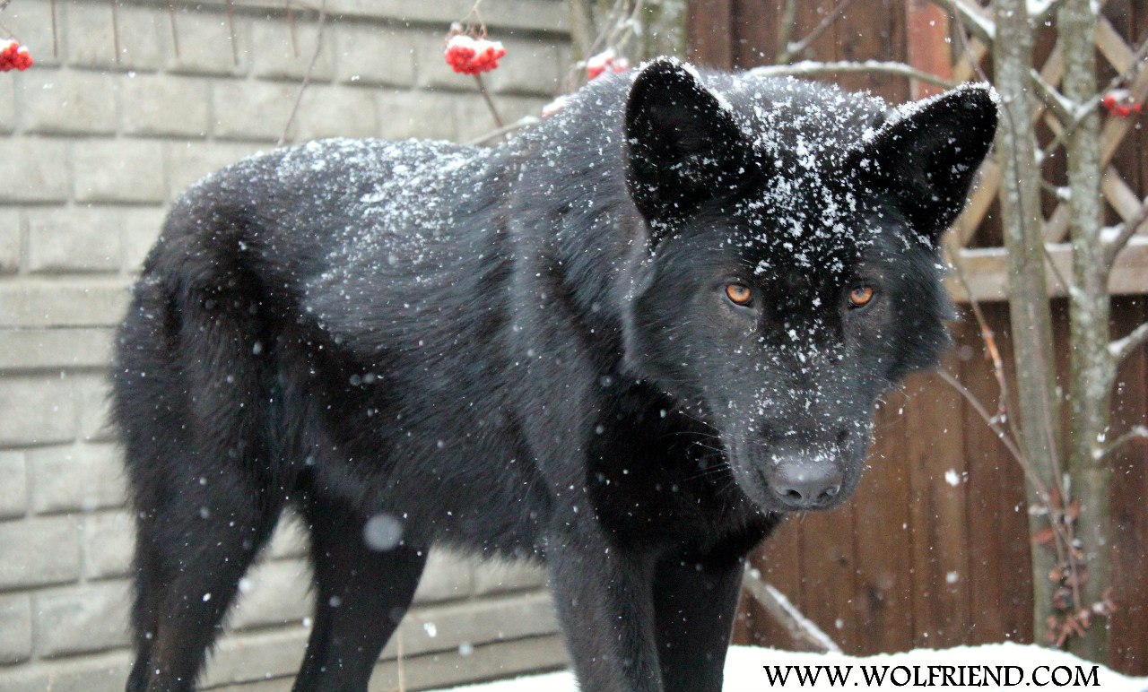 Домашний волк собака. Волкособ хаски. Волкособ гибрид волка. Порода собак волкособ гибрид волка. Волкособ черный.