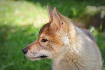 wolfdog puppies