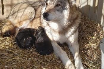 wolfdog puppies