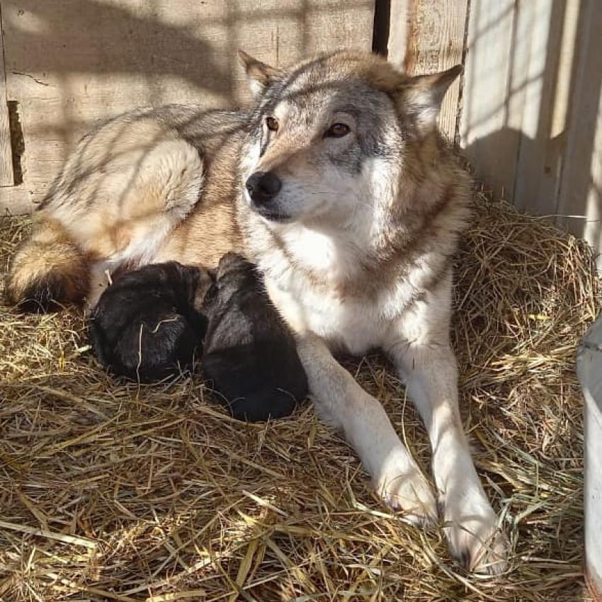 wolfdog puppies